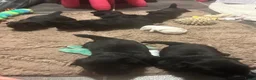 Schotse Terriër honden te koop: Twee Schotse terriër reutjes beschikbaar  - Advertentie 25