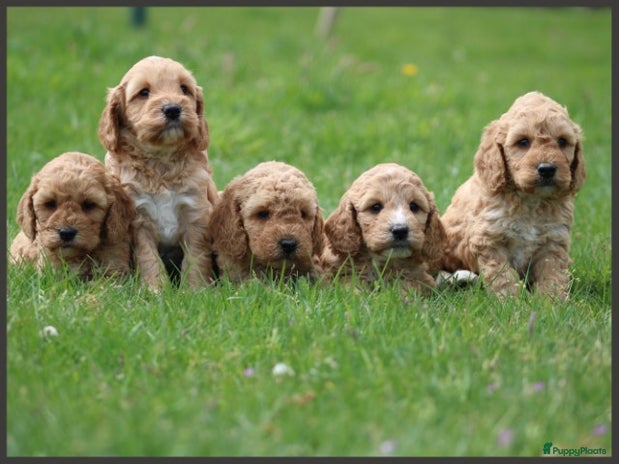 Cockapoo Standbeeld Cockapoo Honden Ras: Karakter, Levensduur & Prijs | Puppyplaats