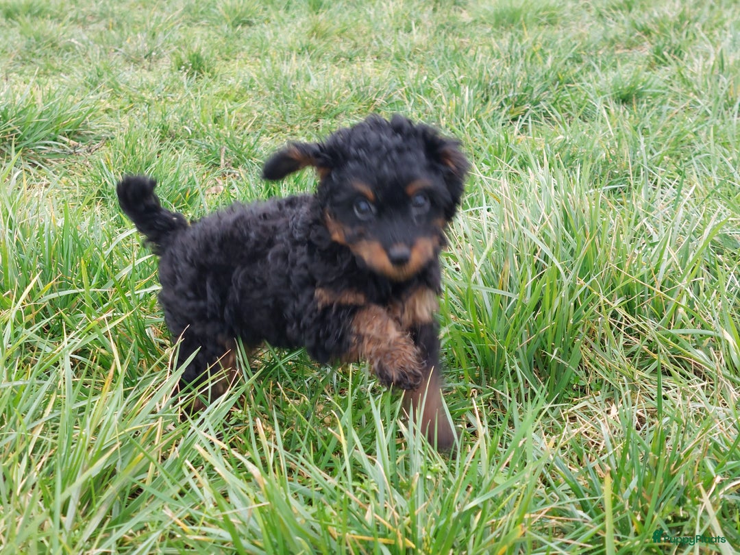 Cockapoo honden te koop: Kleine poedelpups met een vleugje cockapoo. - Advertentie 2