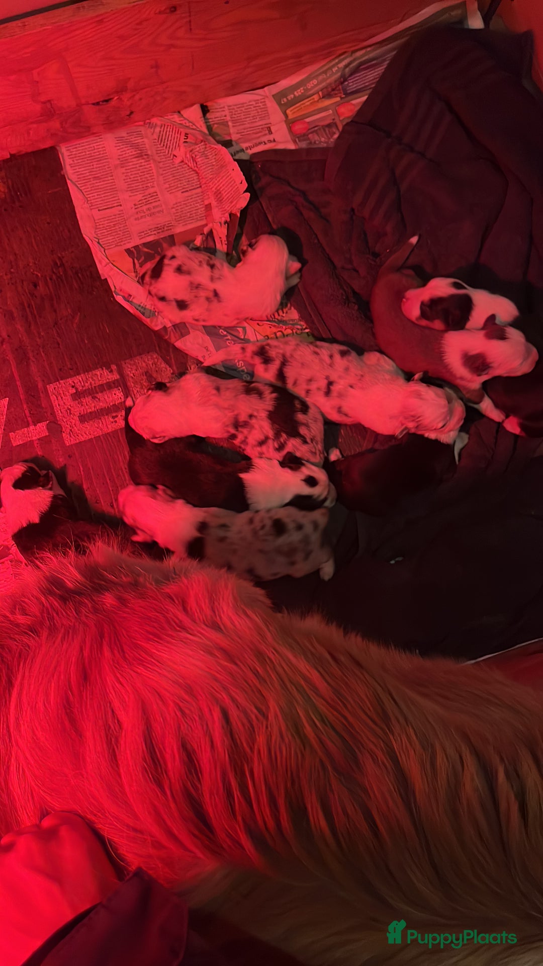 Australian Shepherd honden te koop: Australian shepherd pups - Advertentie 4