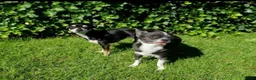 Chihuahua honden ter dekking: Ervaren blauw/grijze kleine chihuahua dekreu - Advertentie 6