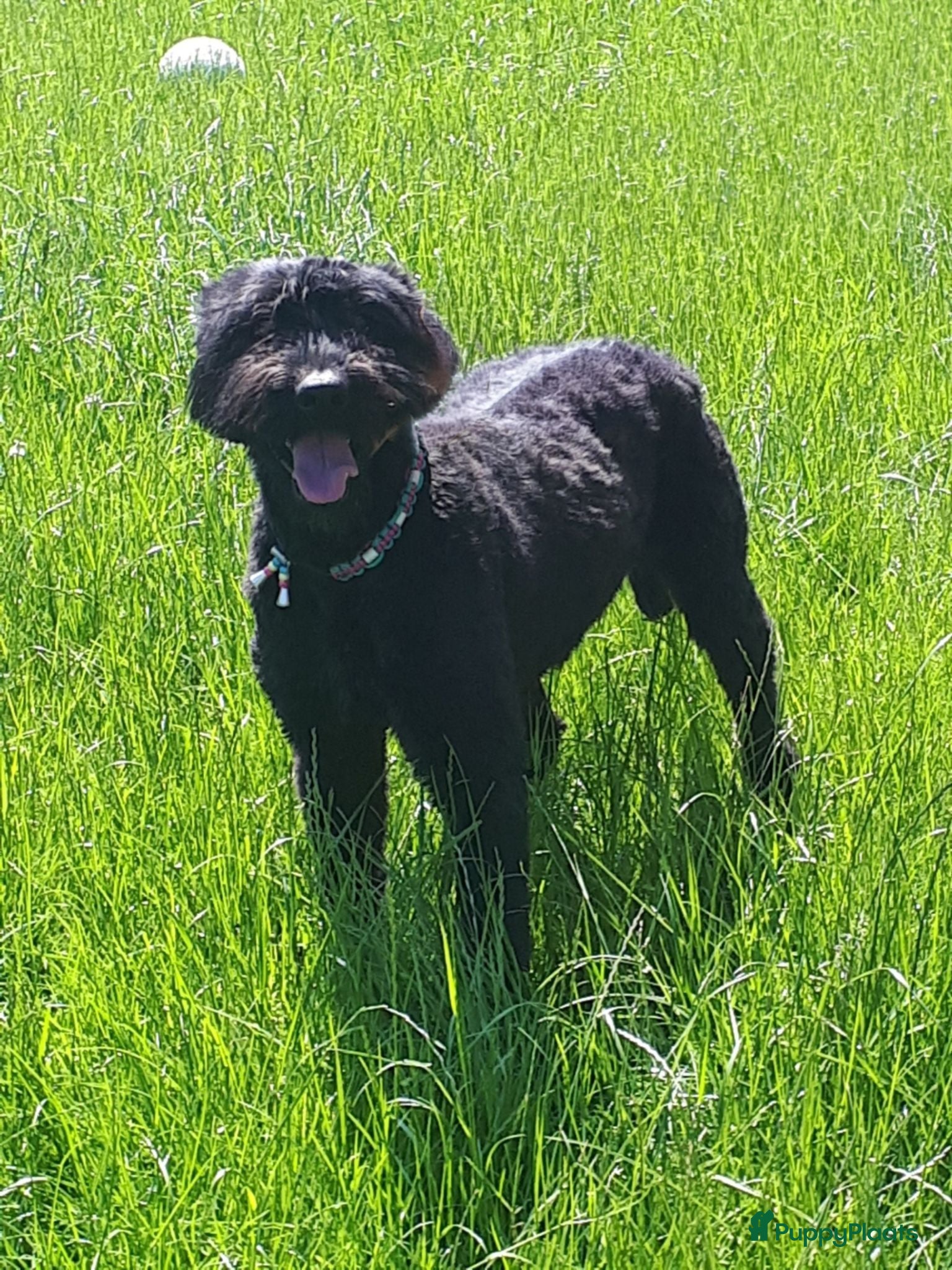 Bouvier des Flandres honden verwacht pups - Advertentie 4