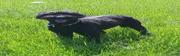 Bouvier des Flandres honden te koop: verwacht pups - Advertentie 1