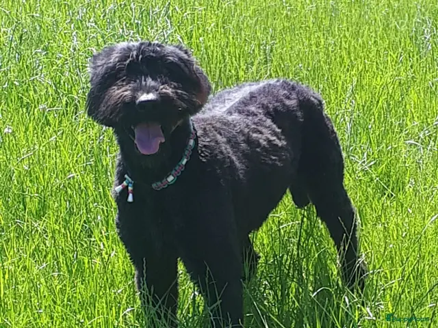 Bouvier des Flandres honden te koop: verwacht pups - Advertentie 17