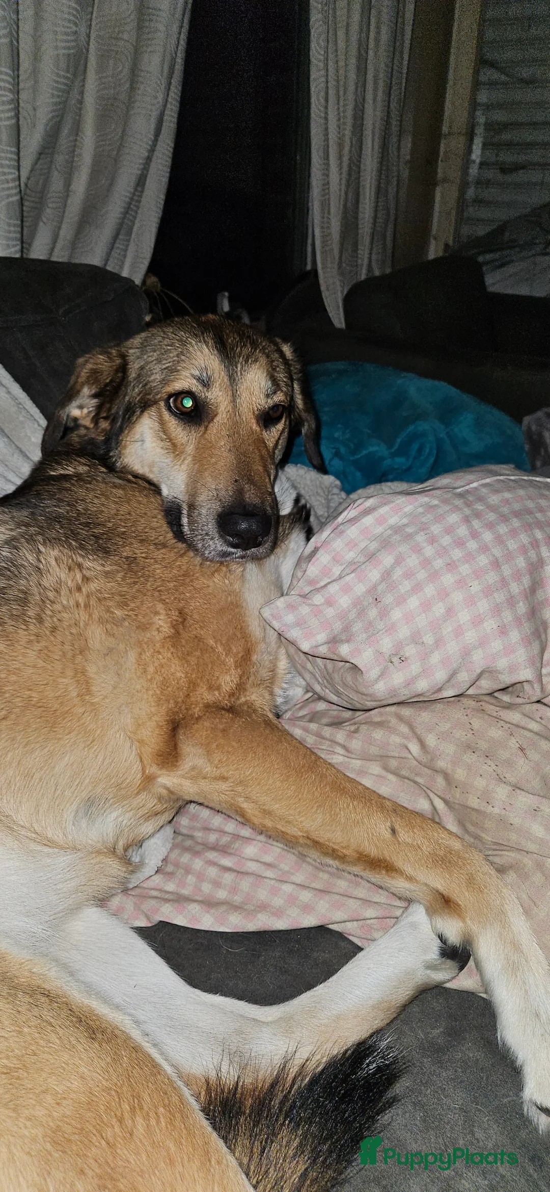 Kruising honden te koop: Reutje - Advertentie 4