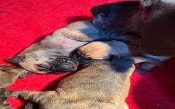 Duitse Dog honden te koop: Verwacht Duitse dog pups  - Afbeelding 3