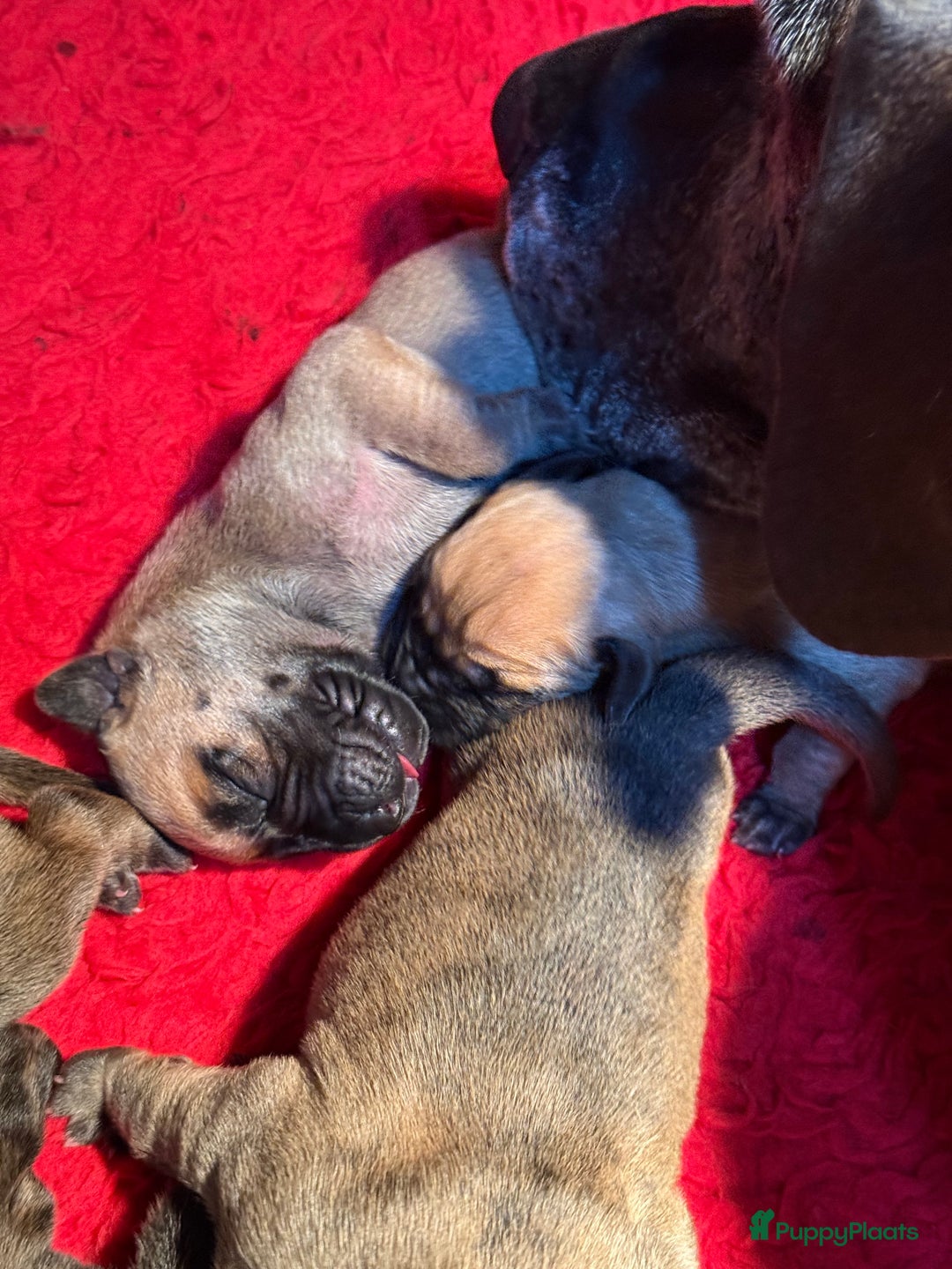 Duitse Dog honden te koop: Verwacht Duitse dog pups  - Afbeelding 3