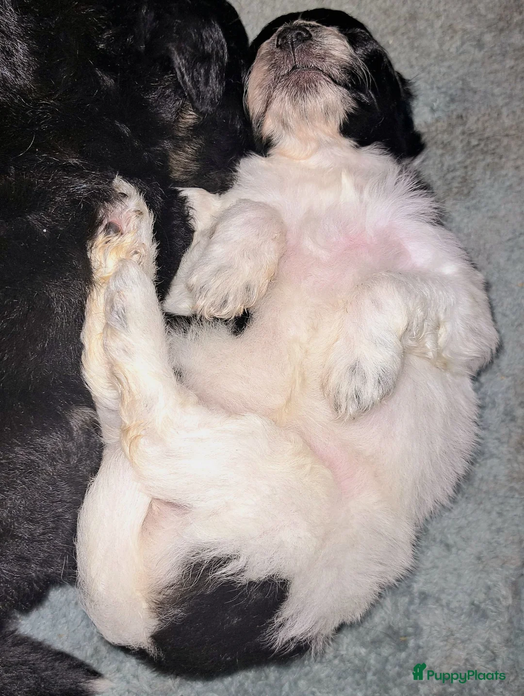 Kruising honden te koop: 3 teefjes Toy poedel & Multipoo - Advertentie 2