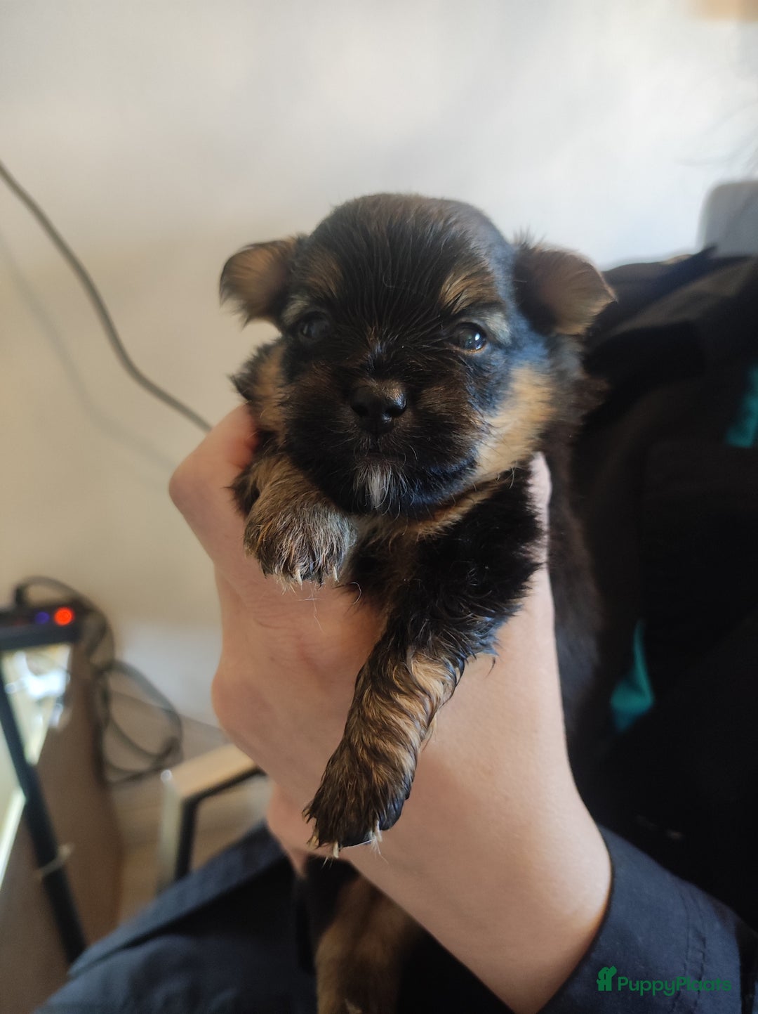 Maltipoo honden te koop: Prachtige pups maltipoo-pomerian in Helmond - Afbeelding 10