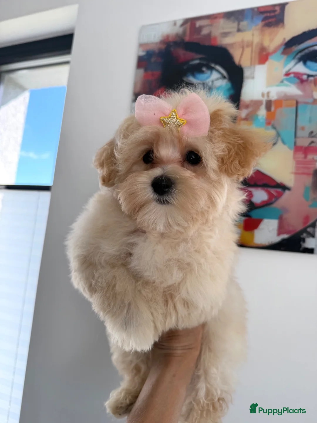 Maltipoo honden te koop: Mini maltipoo pups thuis geboren en grootgebracht - Advertentie 2