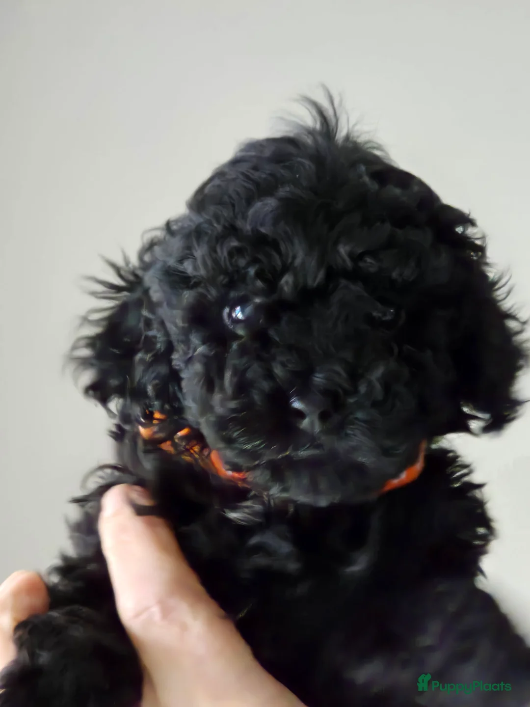 Poedel Toy honden te koop: Lieve toy poedeltjes - Advertentie 4