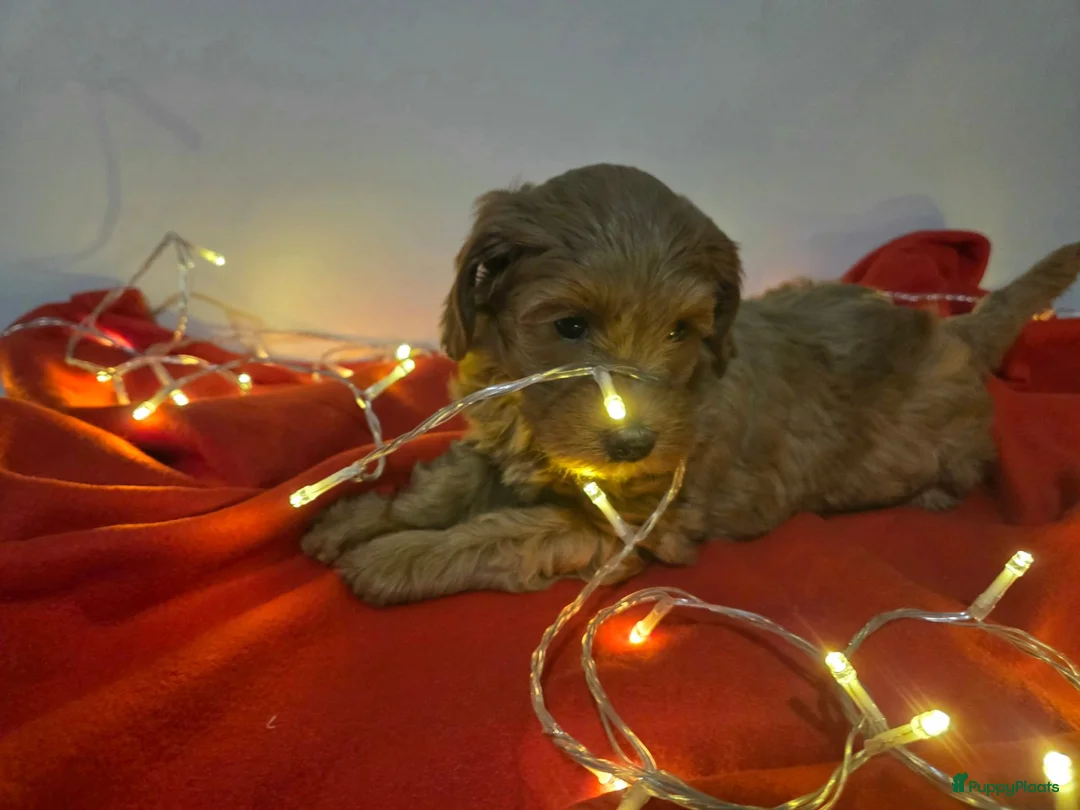 Labradoodle honden te koop: Mini labradoodle pups - abrikoos - Advertentie 8