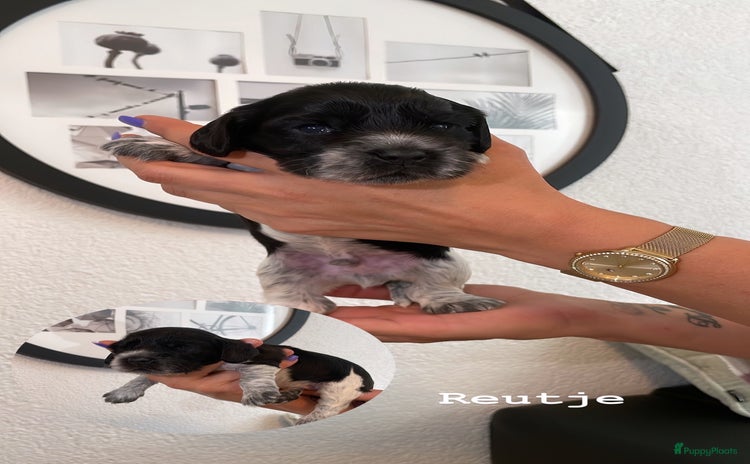 Engelse Cocker Spaniel honden - Advertentie 1