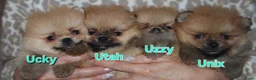 Pomeriaan honden te koop: Mini Bearface Pomeranians Geboren letter U - Advertentie 6