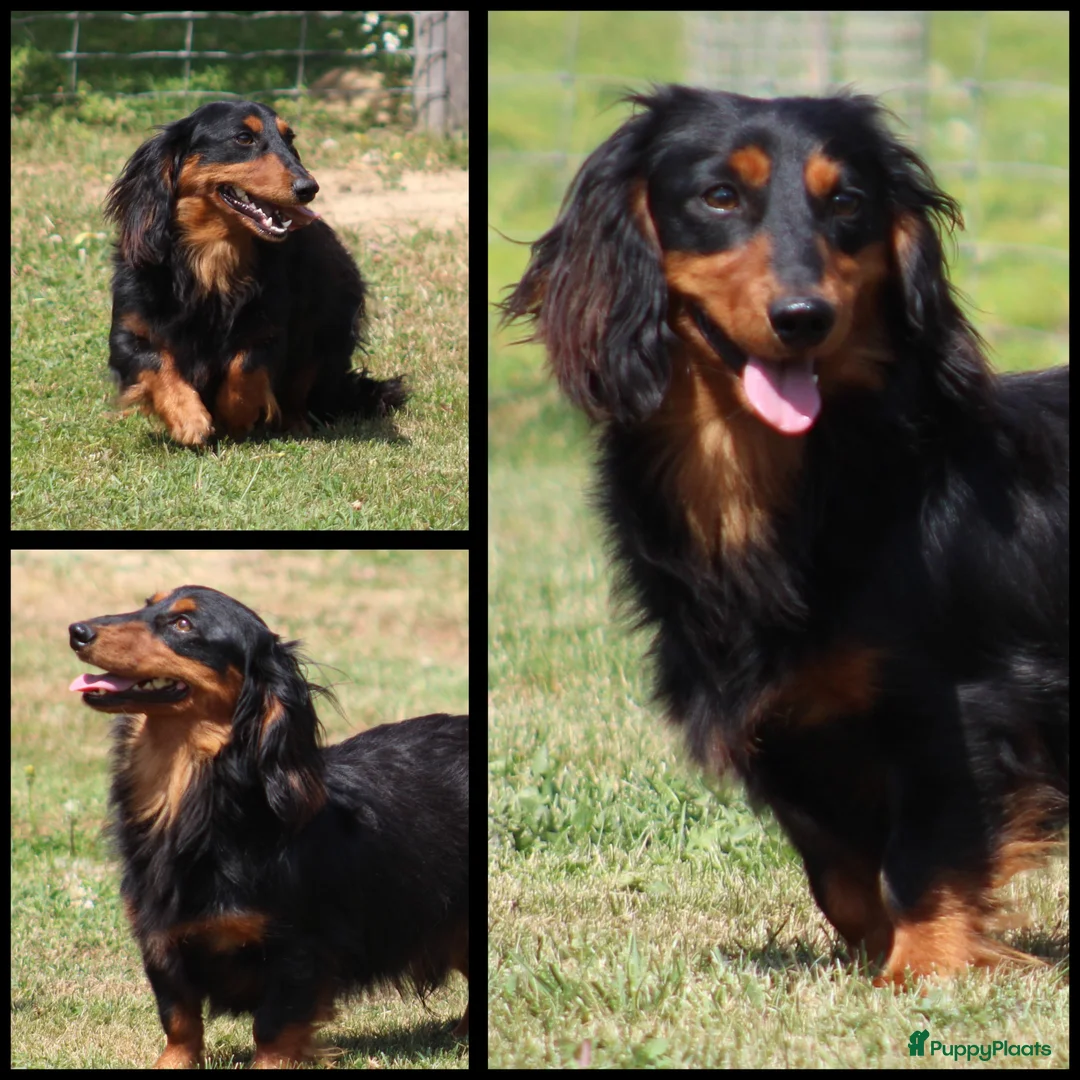 Teckel (langhaar) honden te koop: Teckel pups Black& tan langhaar - Advertentie 2