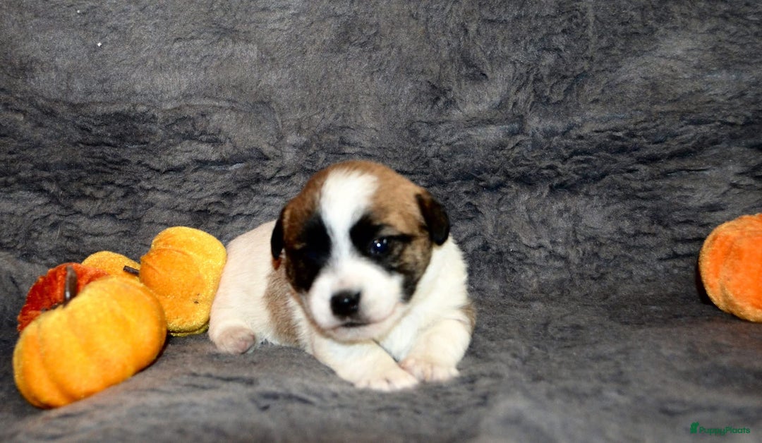 Jack Russel Terriër honden te koop: Mooi reutje van 7 maand  - Afbeelding 8