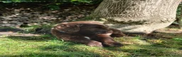 Labradoodle honden te koop: Lieve Labradoodle pups zoeken gouden mandje - Advertentie 8