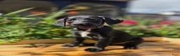 Kruising honden te koop: Nog 3 geweldige pups – Labradoodle x Dalmatiër - Advertentie 1