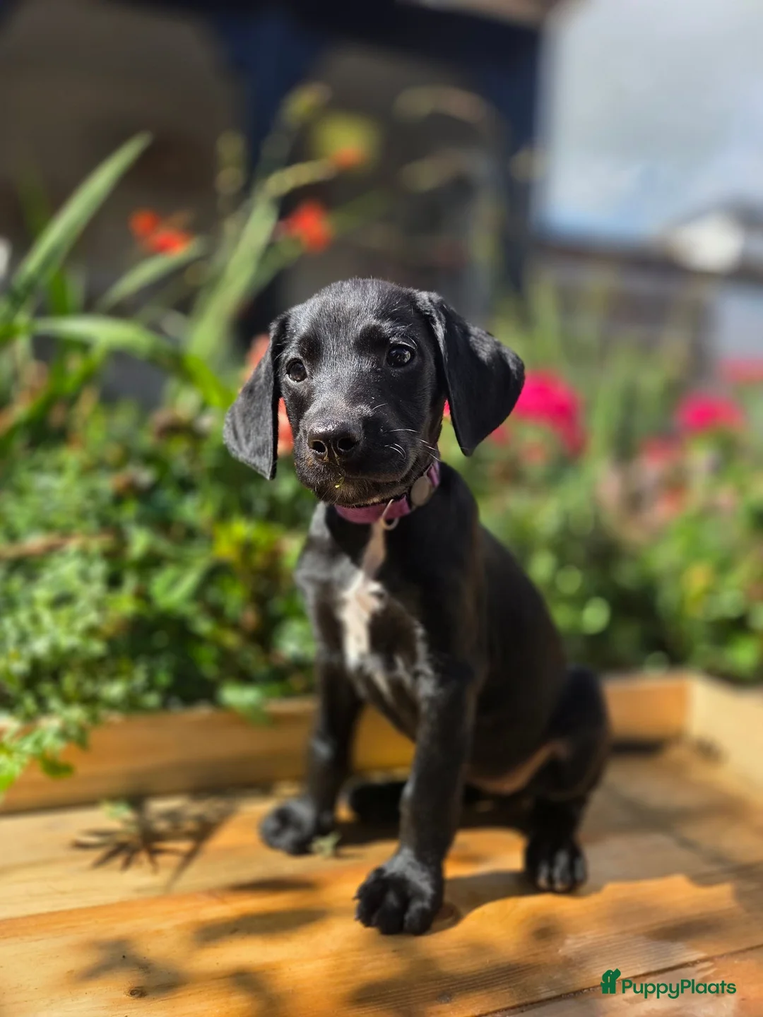 Kruising honden te koop: Nog 3 geweldige pups – Labradoodle x Dalmatiër - Advertentie 1