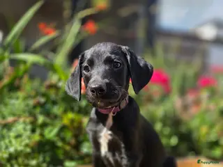 Kruising honden Nog 1 geweldige pup – Labradoodle x Dalmatiër - Advertentie 3