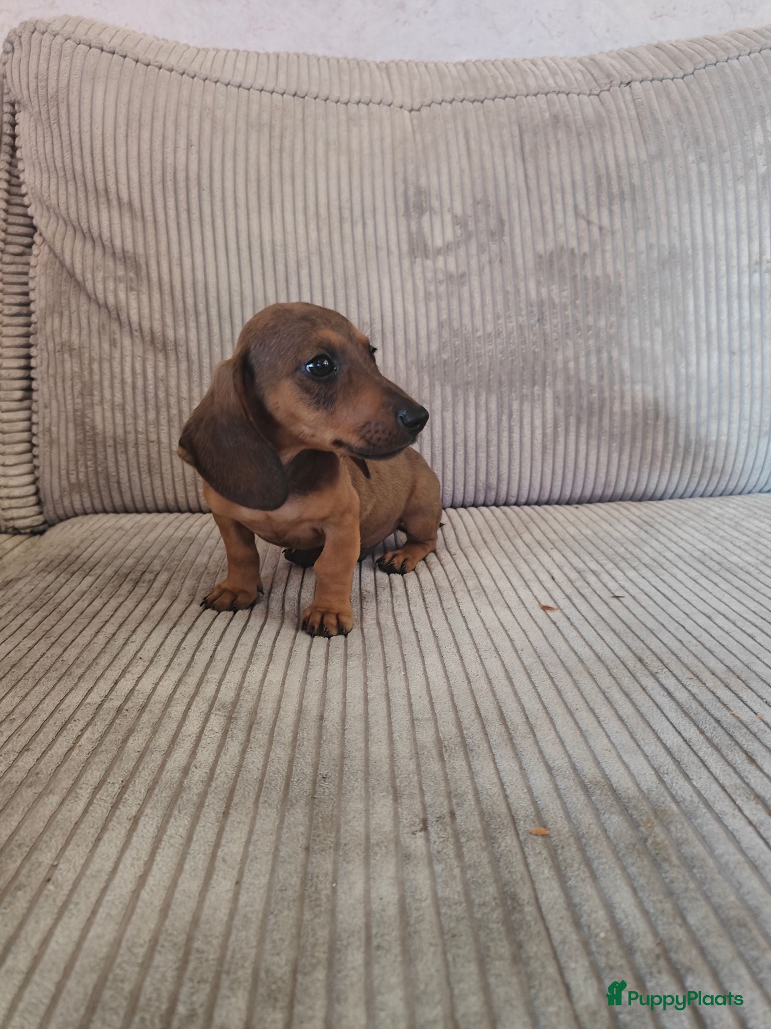 Teckel (korthaar)  honden Dwergteckel pups. Mogen verhuizen - Advertentie 2