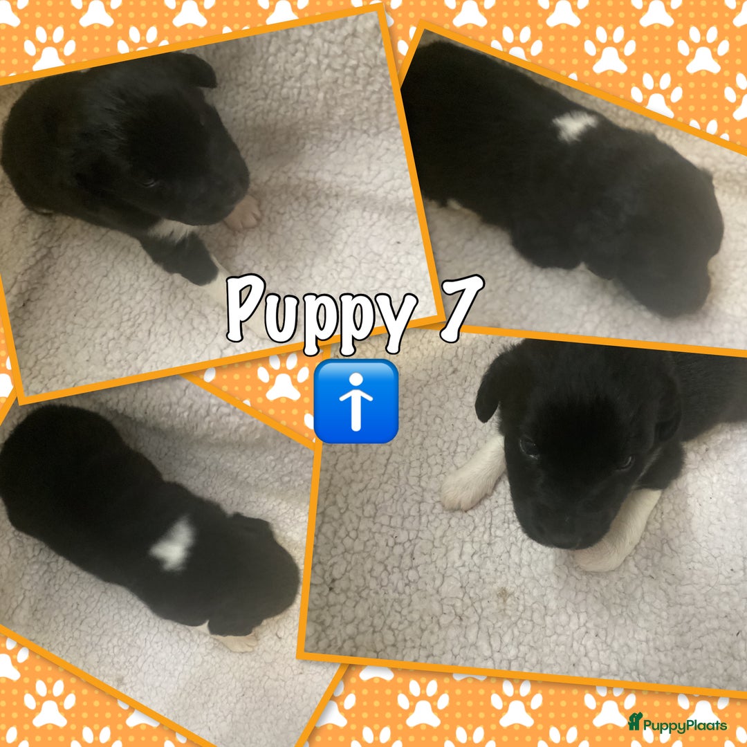 Friese Stabij honden te koop: Prachtige stabij pups - Advertentie 8