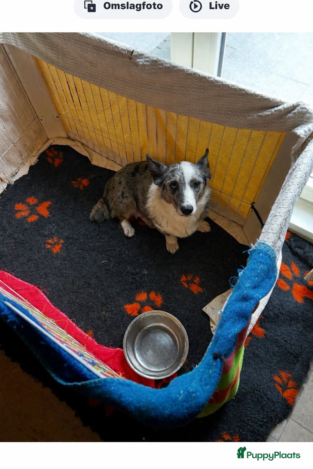 Welsh Corgi Cardigan honden te koop: Welsh Corgi Cardigan puppy’s  - Advertentie 11