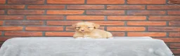 Nova Scotia Duck Tolling Retriever honden te koop: Super gesocialiseerd Toller Pups! - Advertentie 4
