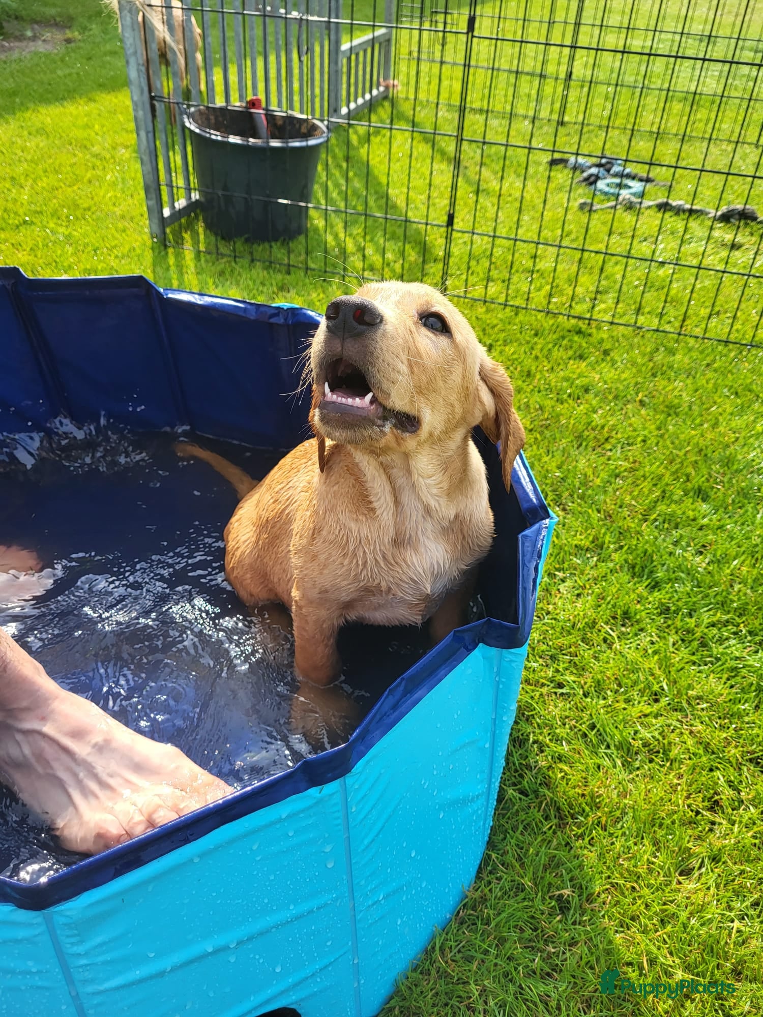 Labrador Retriever honden Labrador Red Fox pups - Advertentie 1