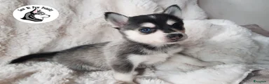 Arumai