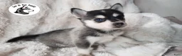 Pomsky honden te koop: Pomsky puppy’s F4+, 100% Amerikaanse bloedlijn - Advertentie 1