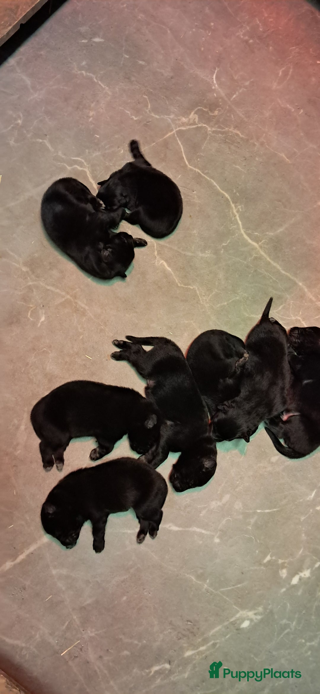 Groenendaeler honden te koop: Groenendaeler pups te koop - Advertentie 5