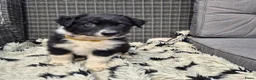 Australian Shepherd honden te koop: Nog 2 australian shepherd reutjes zoeken een thuis - Advertentie 16