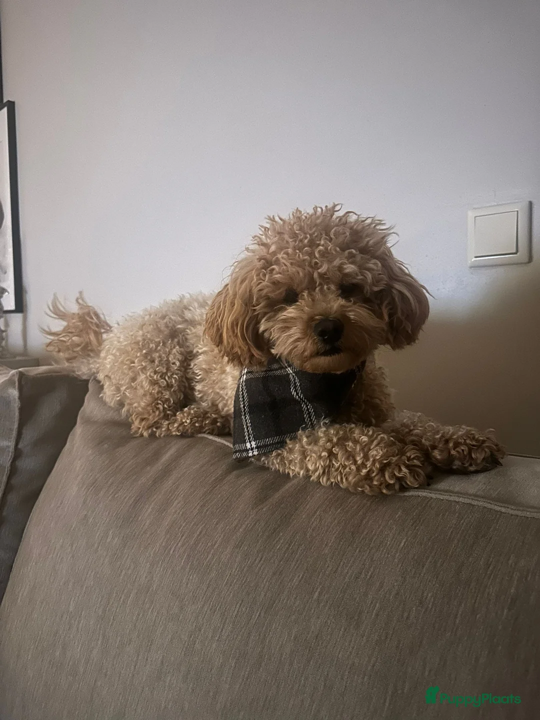 Kruising honden te koop: Poochon X toypoedel F1B - Advertentie 2