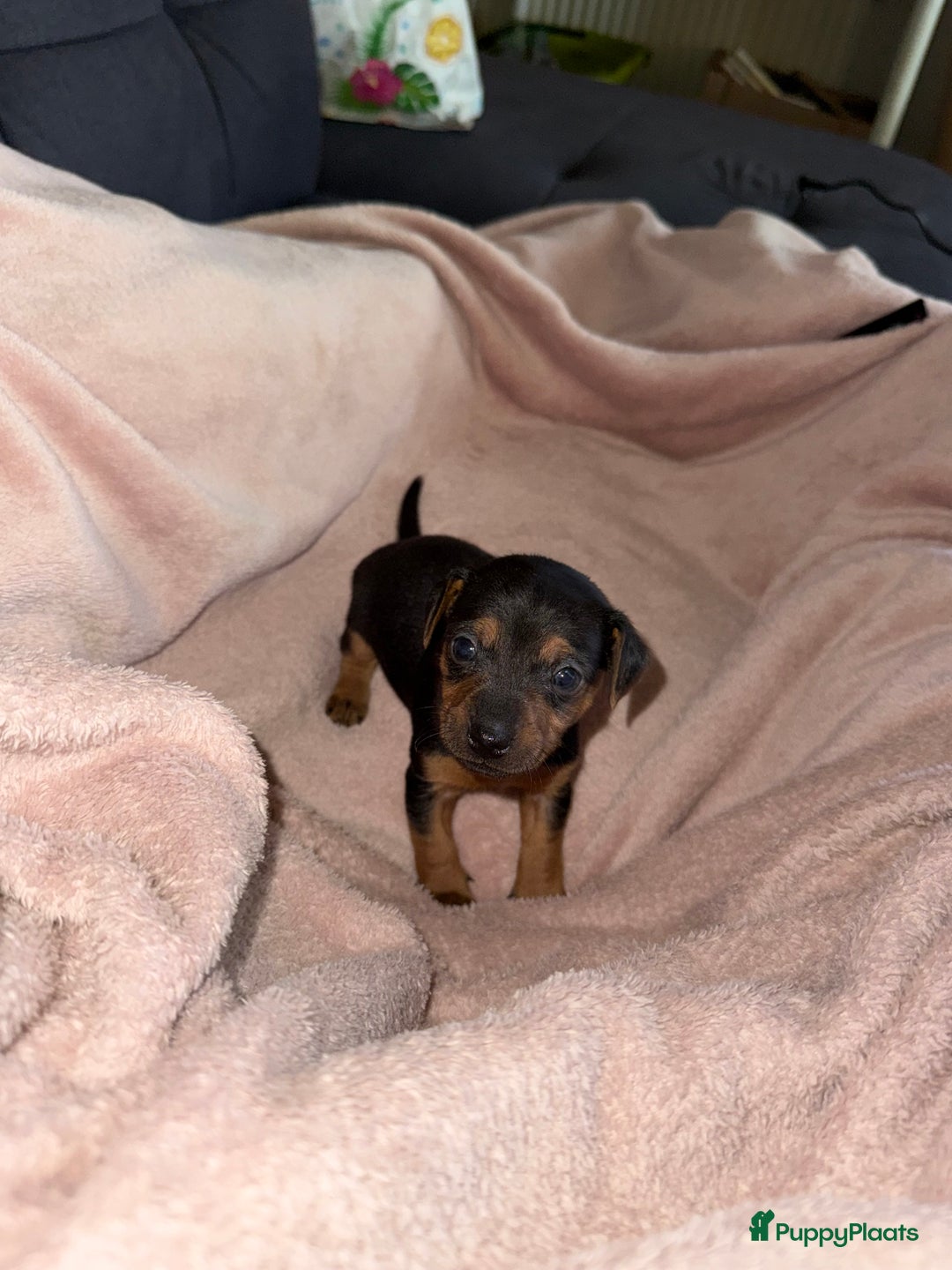 Jack Russel Terriër honden te koop: Jack russel pups - Advertentie 9