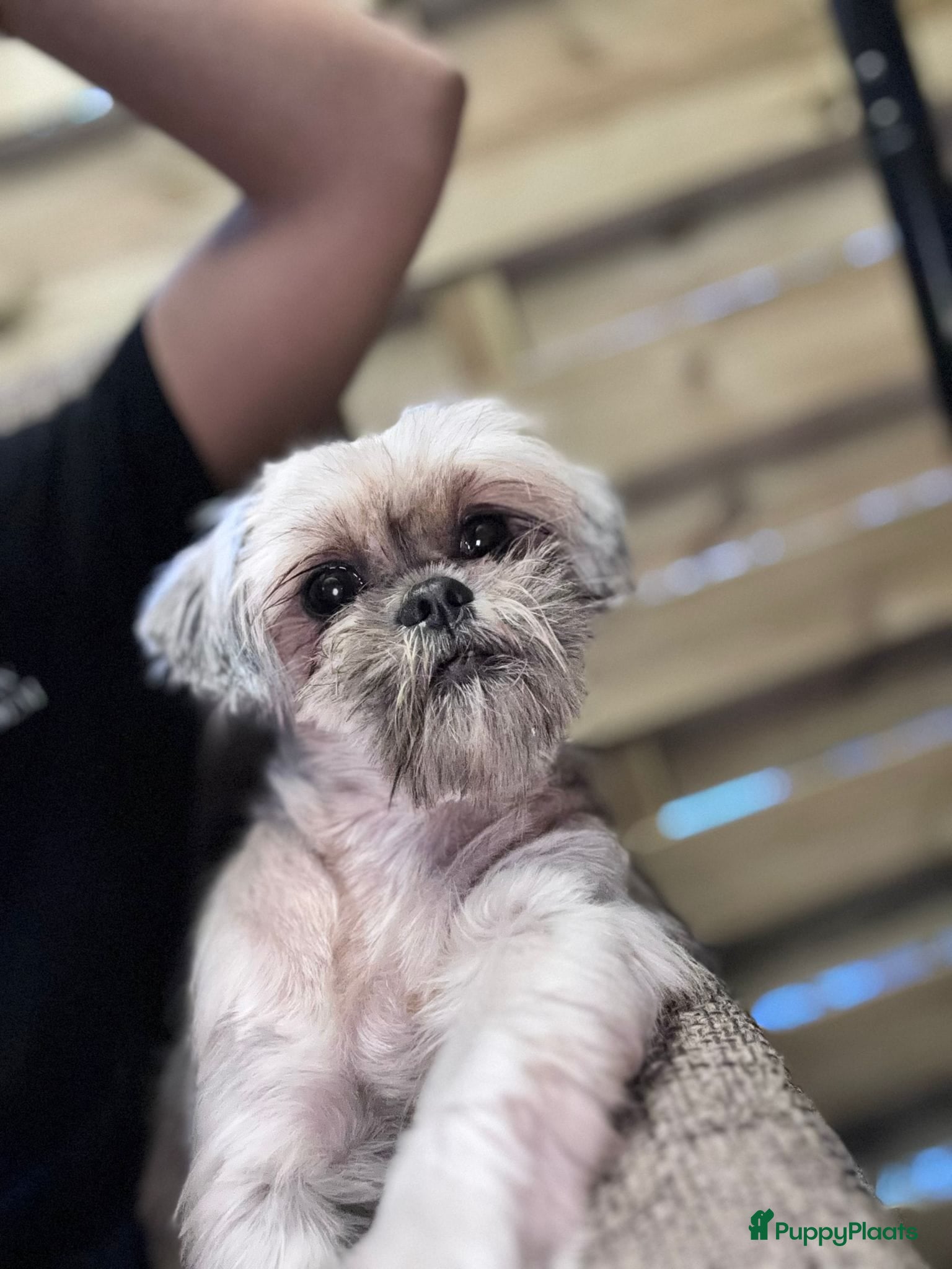 Shihpoo honden Mooi shihpoo pups - Advertentie 5