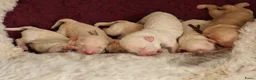 Labradoodle honden te koop: Prachtige Medium Labradoodle pups geboren  - Advertentie 12