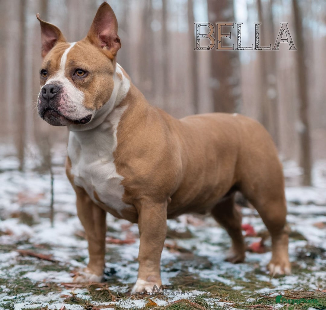 Amerikaanse Bully honden te koop: Pocket bullys  - Advertentie 2