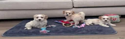 Maltipoo honden te koop: Maltipoo pups - Advertentie 5