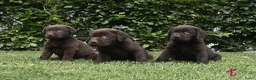 Labrador Retriever honden te koop: Chocolade bruine labrador pups met stamboom ! - Advertentie 17
