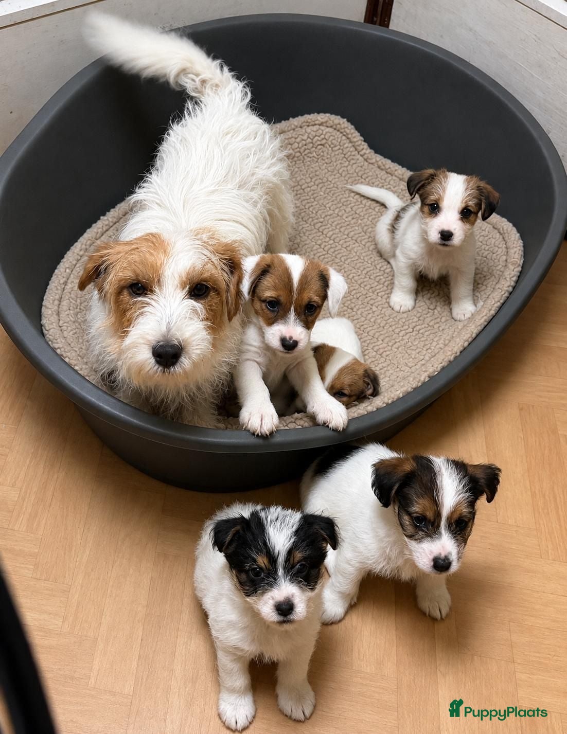 Jack Russel Terriër honden Ruwharige Jack Russell pups - Advertentie 1