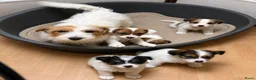 Jack Russel Terriër honden te koop: Ruwharige Jack Russell pups - Advertentie 1