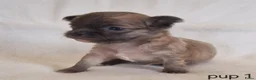 Chihuahua honden te koop: Chihuahua pups - Advertentie 8