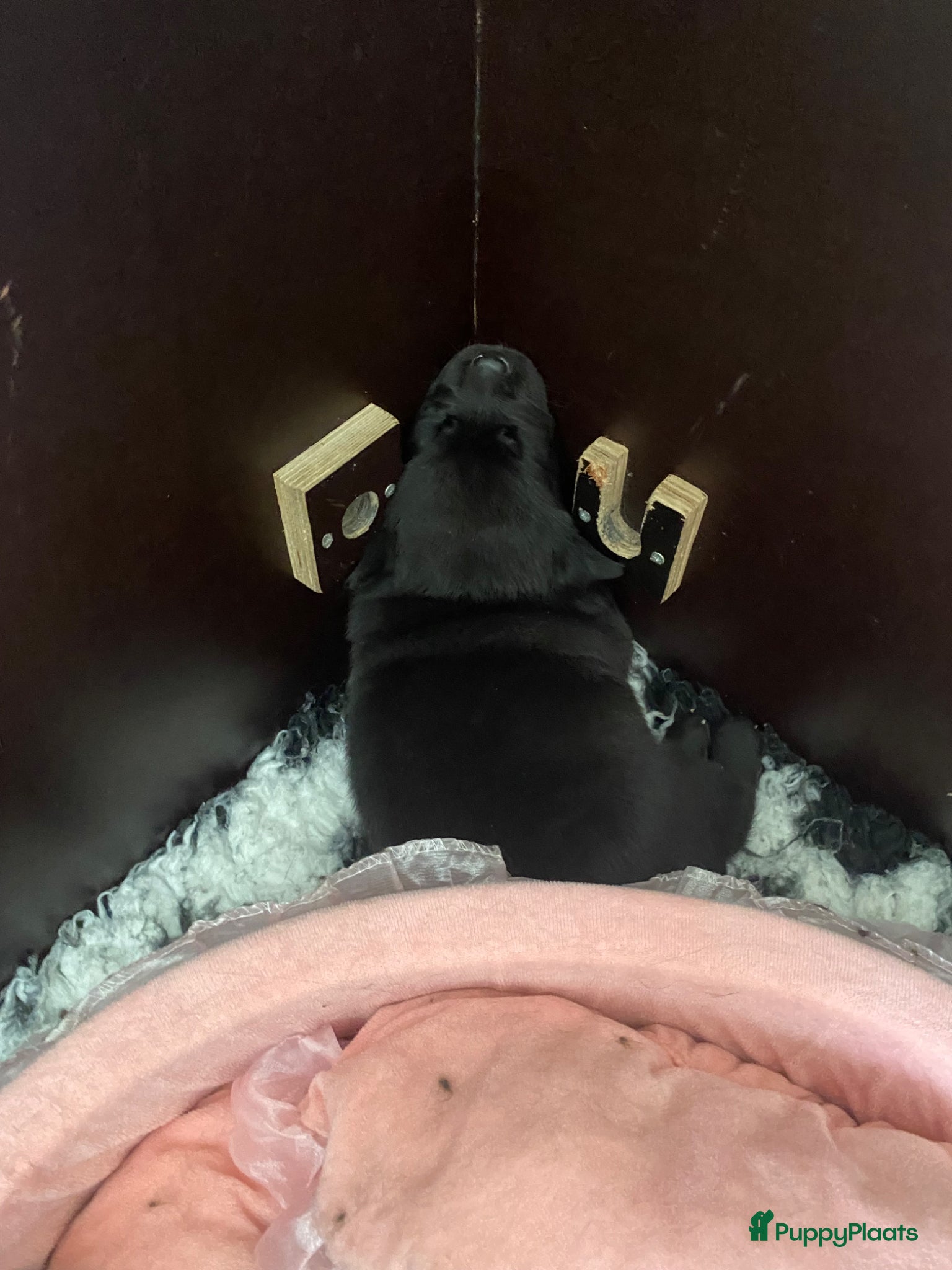 Labrador Retriever honden Labrador pups - Advertentie 1