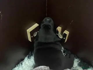 Labrador Retriever honden Labrador pups - Advertentie 1