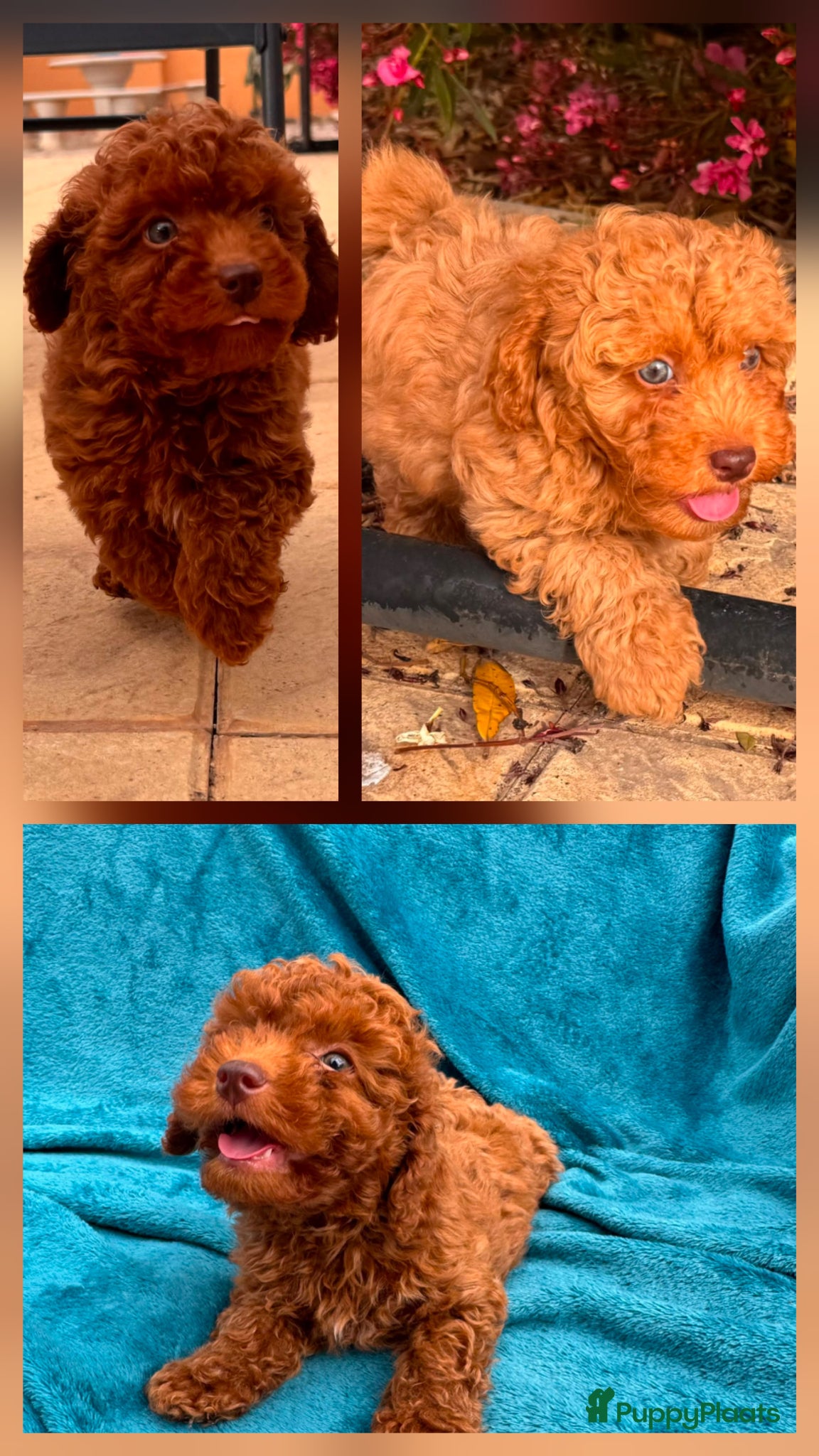 Poedel Toy honden toy poedel pups rood - Advertentie 5