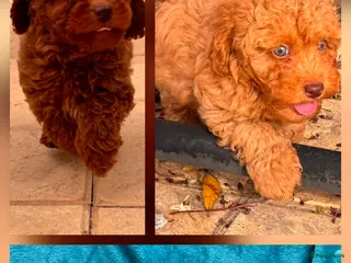 Poedel Toy honden toy poedel pups rood - Advertentie 6