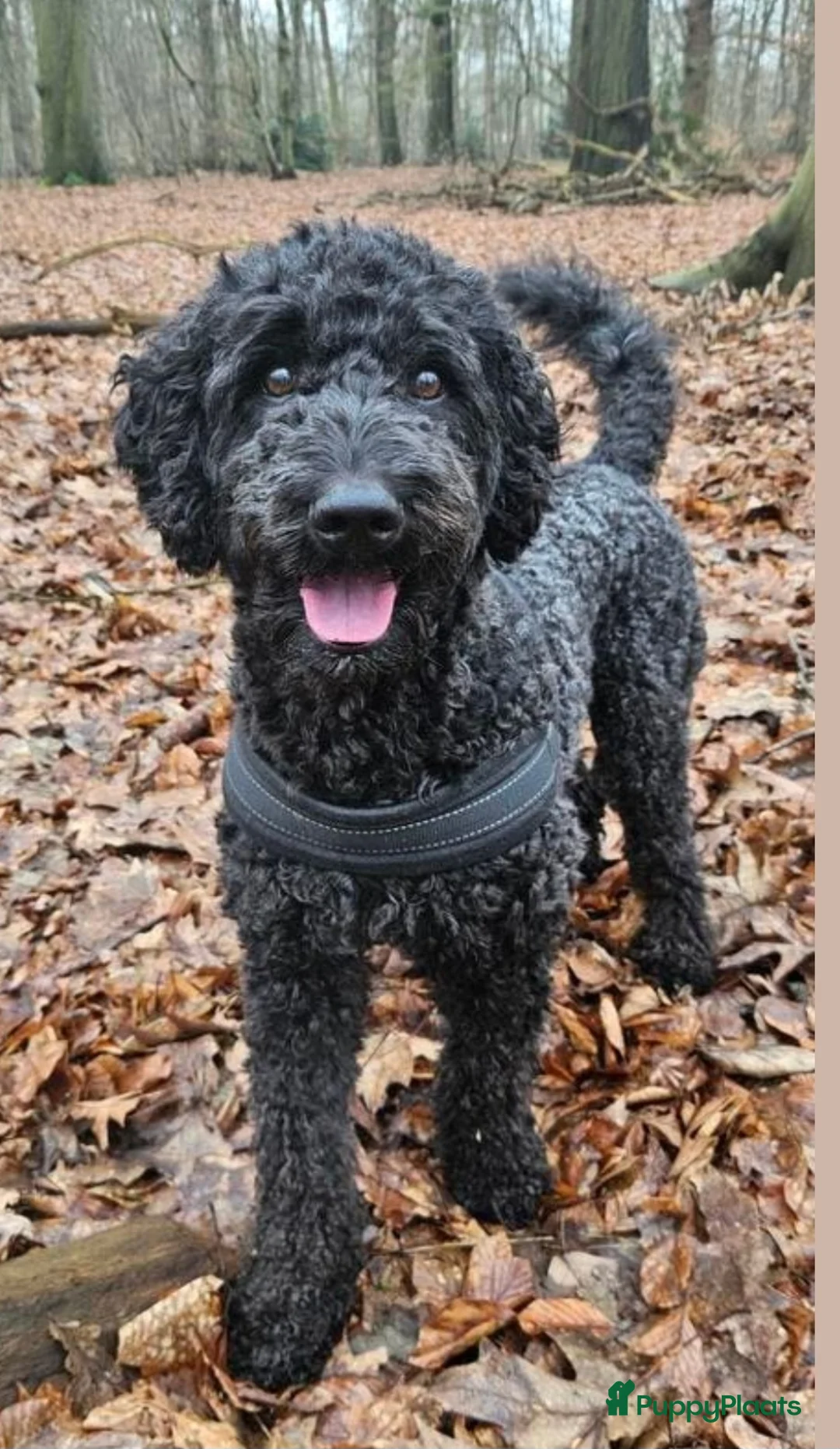 Kruising honden te koop: Prachtige labradoodles/goldendoodle pups - Advertentie 2