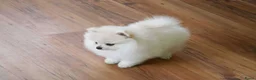Pomeriaan honden te koop: Mini Pomeriaan  - Advertentie 1