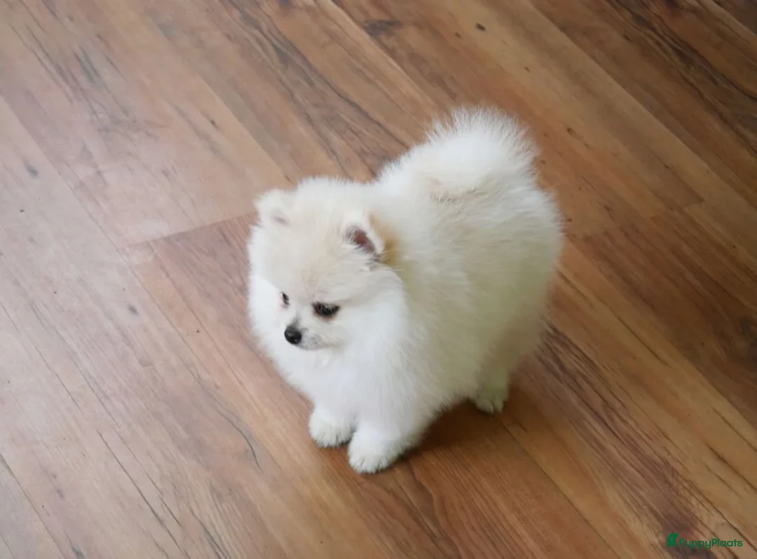 Pomeriaan honden te koop: Mini Pomeriaan  - Advertentie 1